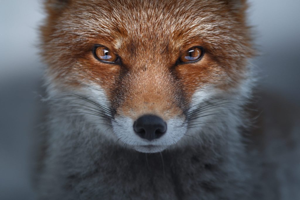 Wild-Italy–Gran Paradiso-national-park-photo-tour-fox-close-up