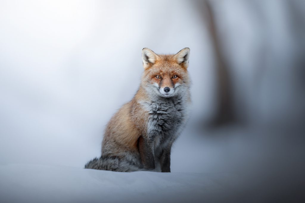 Wild-Italy–Gran Paradiso-national-park-photo-tour