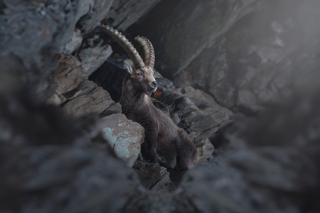 Wild-Italy–Gran Paradiso-national-park-photo-tour