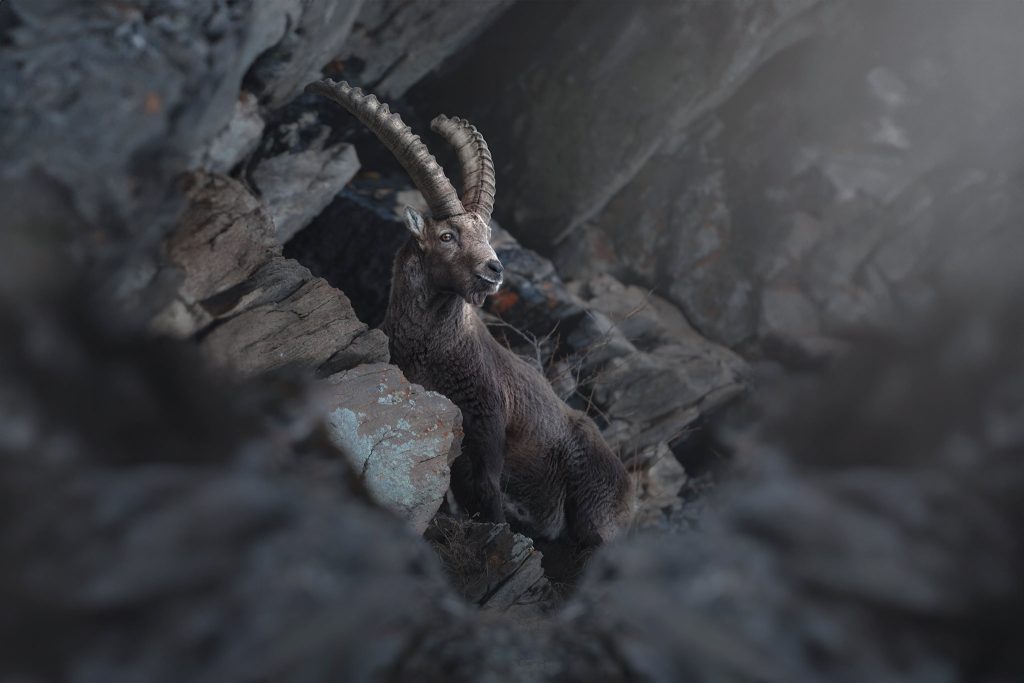 Wild-Italy–Gran Paradiso-national-park-photo-tour