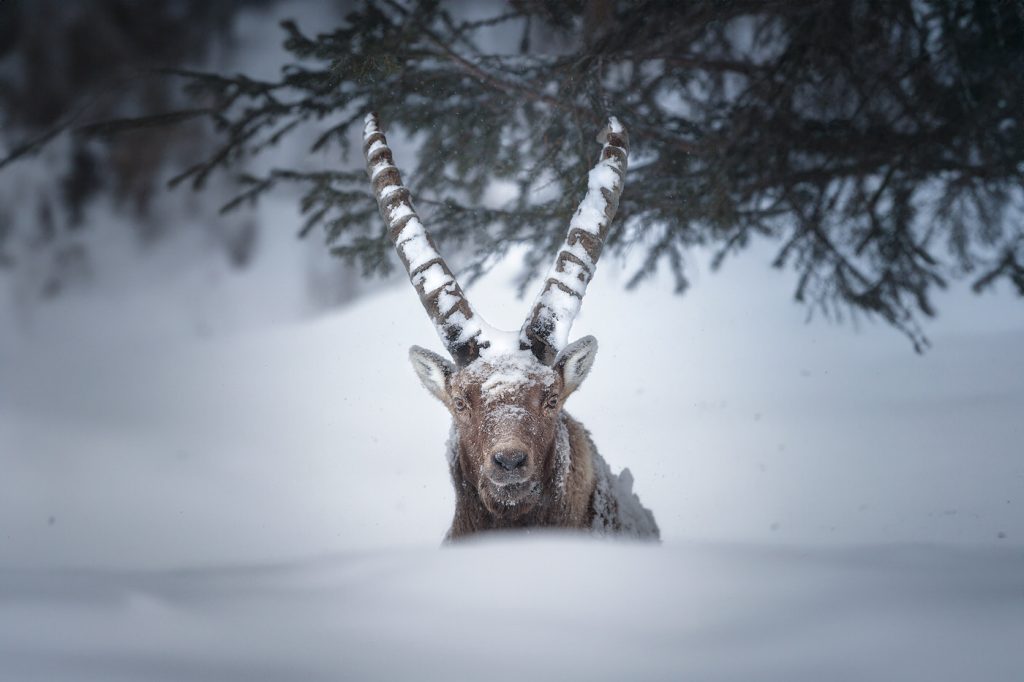Wild-Italy–Gran Paradiso-national-park-photo-tour