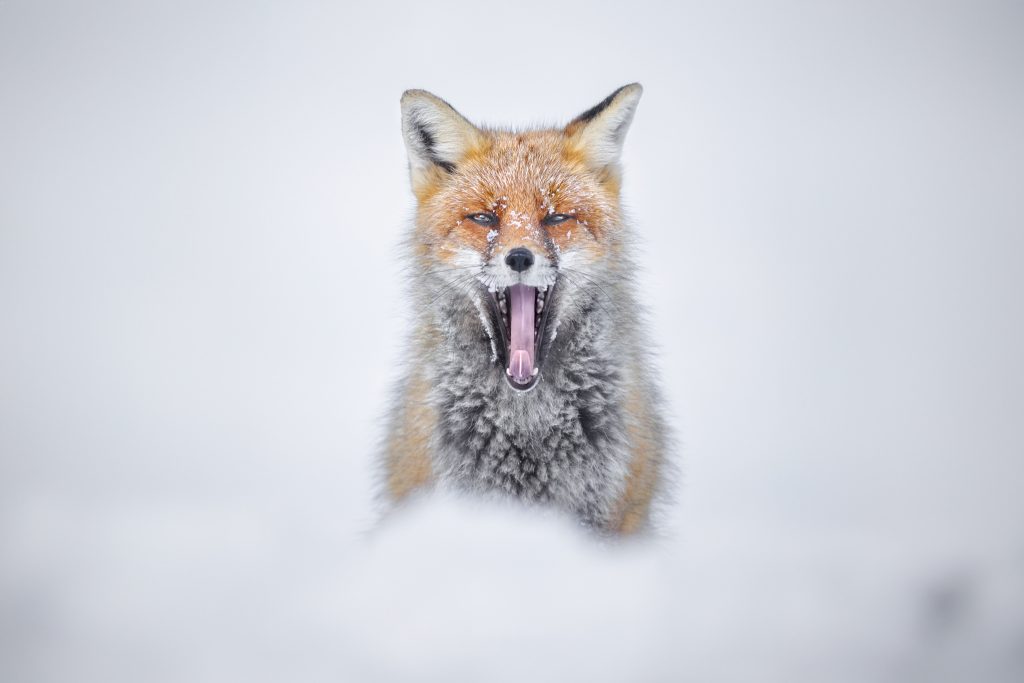 Wild-Italy–Gran Paradiso-national-park-photo-tour-fox