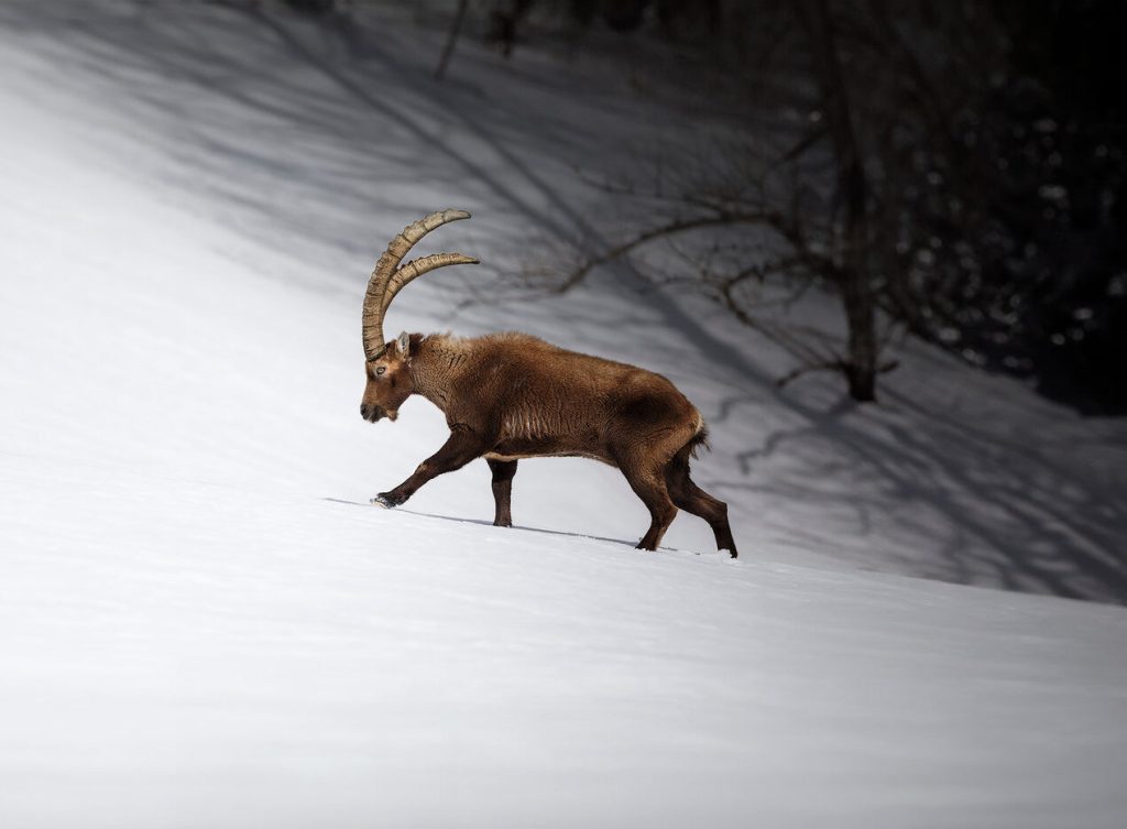 Wild-Italy–Gran Paradiso-national-park-photo-tour