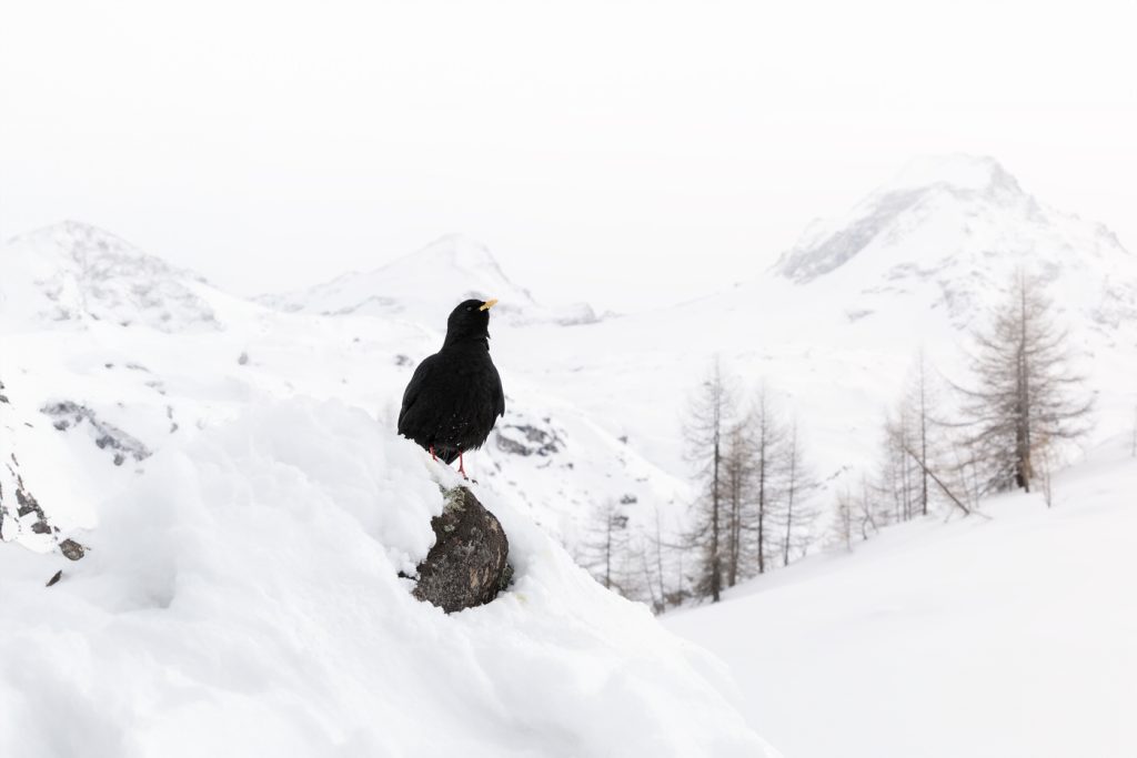 Wild-Italy–Gran Paradiso-national-park-photo-tour