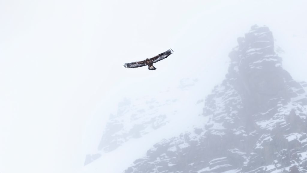 Wild-Italy–Gran Paradiso-national-park-photo-tour