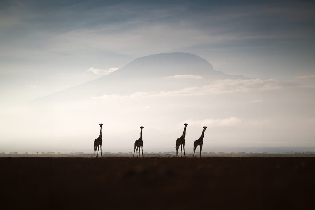 KENYA–MASAI-MARA-&-AMBOSELI-tour-fotografico-africa-giraffe
