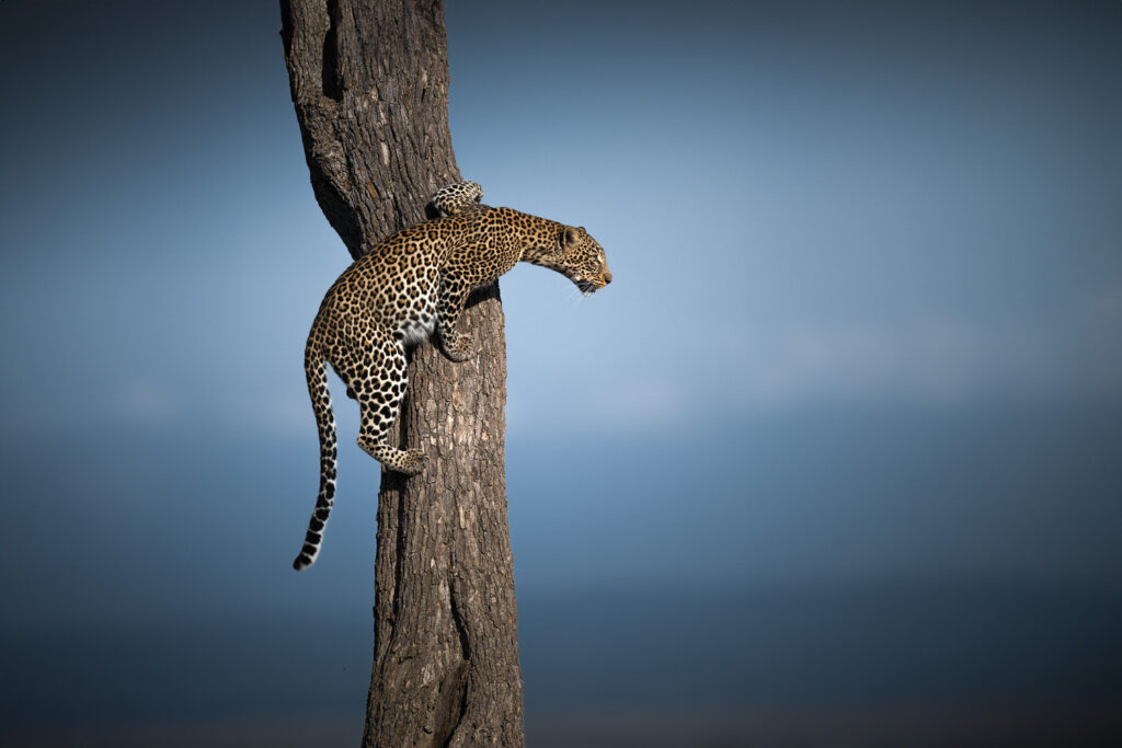 KENYA–MASAI-MARA-&-AMBOSELI-tour-fotografico-africa-leopardo-su-albero