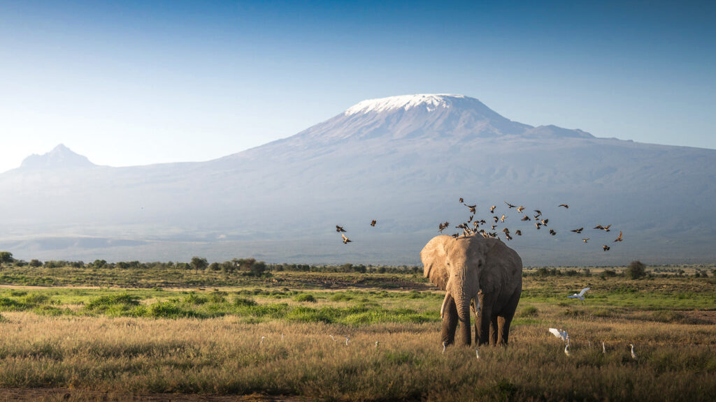 KENYA–MASAI-MARA-&-AMBOSELI-tour-fotografico-africa-elefante-ricoperto-da-uccelli-mangia-parassiti