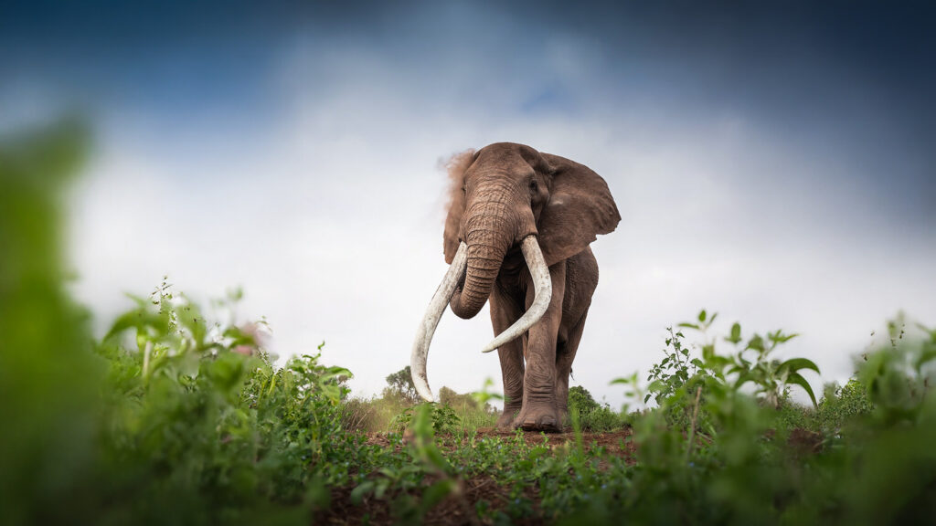 KENYA–MASAI-MARA-&-AMBOSELI-tour-fotografico-africa-elefante-grandi-zanne