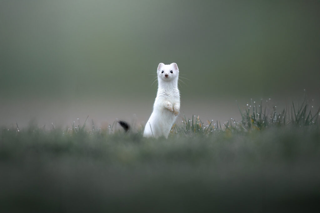 workshop-fotografico-winter-switzerland-svizzera-ermellino