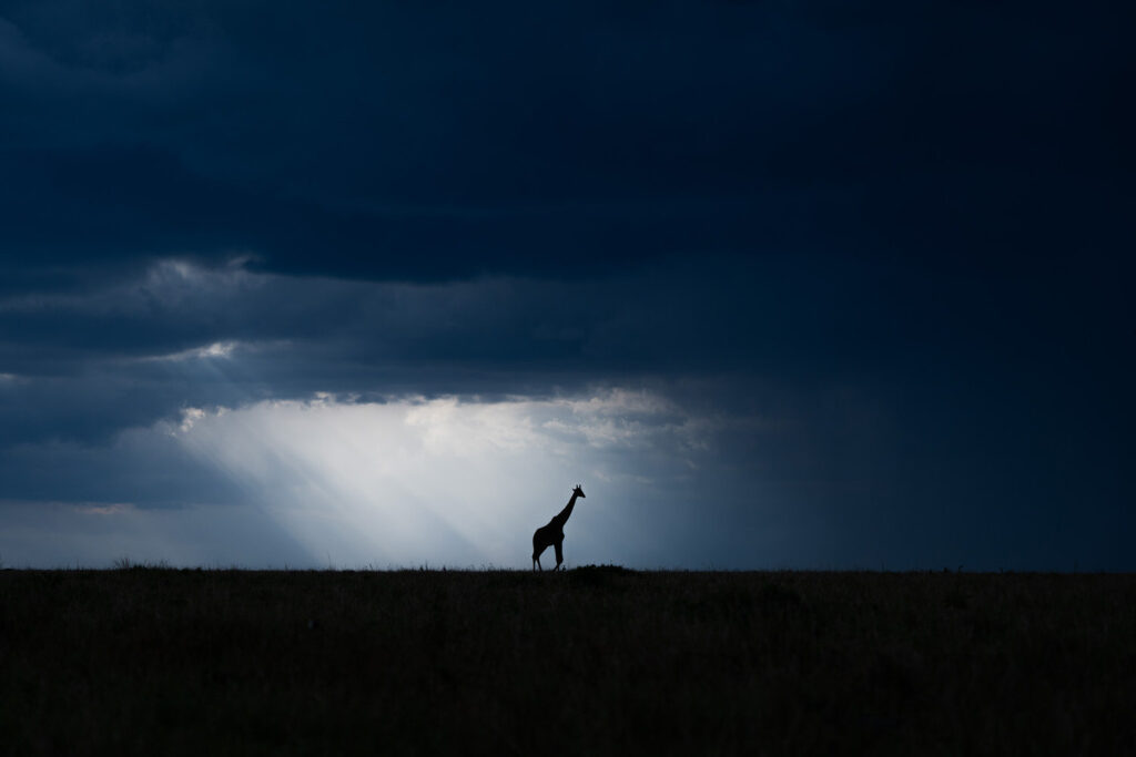 KENYA–MASAI-MARA-&-AMBOSELI-tour-fotografico-africa-wildlife-giraffa-solitaria-sagoma