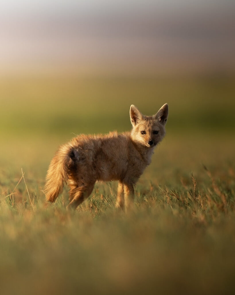 KENYA–MASAI-MARA-&-AMBOSELI-tour-fotografico-africa-wildlife