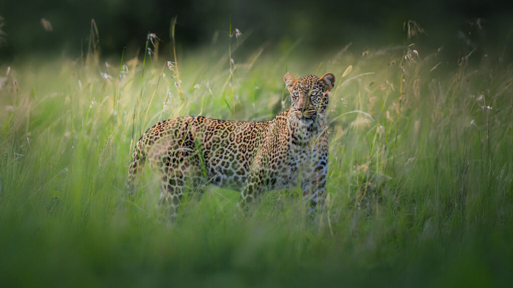 KENYA–MASAI-MARA-&-AMBOSELI-tour-fotografico-africa-leopardo-leopardo-dagli-occhi-azzurri-savana