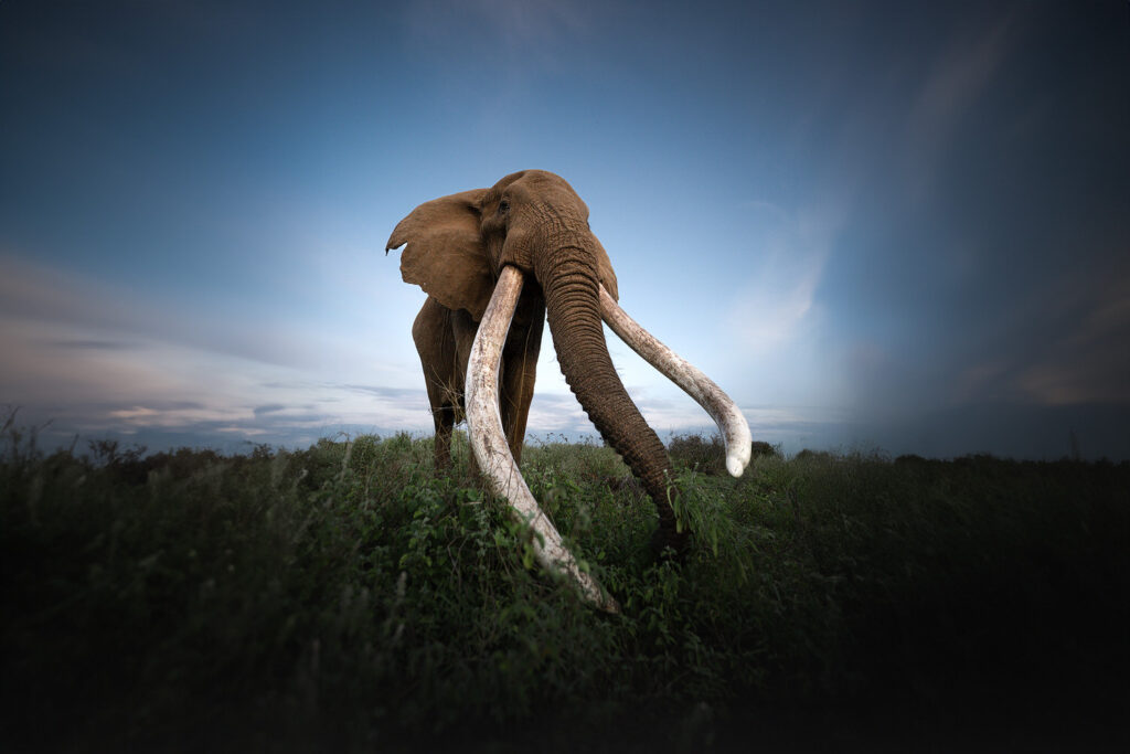 KENYA–MASAI-MARA-&-AMBOSELI-tour-fotografico-africa-elefante-wildlife