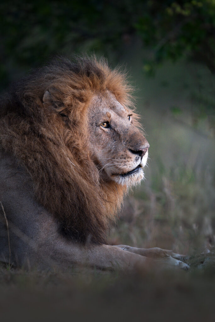 KENYA–MASAI-MARA-&-AMBOSELI-tour-fotografico-africa-leone-maschio-nella-savana