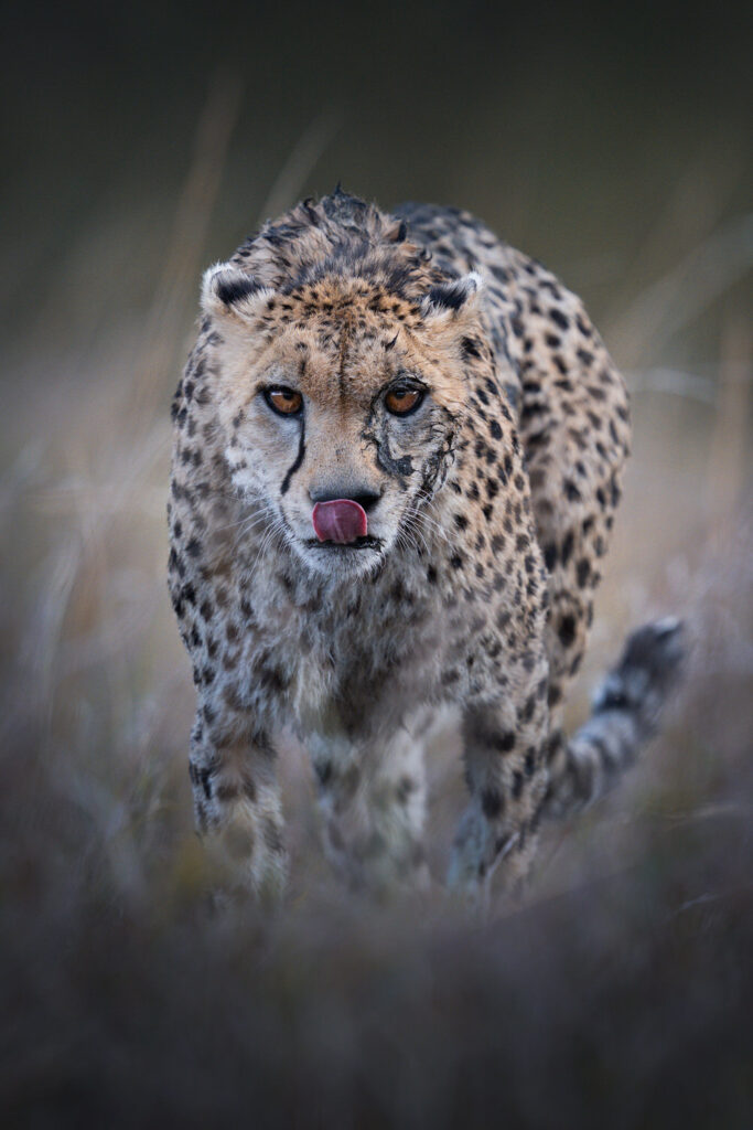 KENYA–MASAI-MARA-&-AMBOSELI-tour-fotografico-africa-cheeta-ghepardo-wildlife