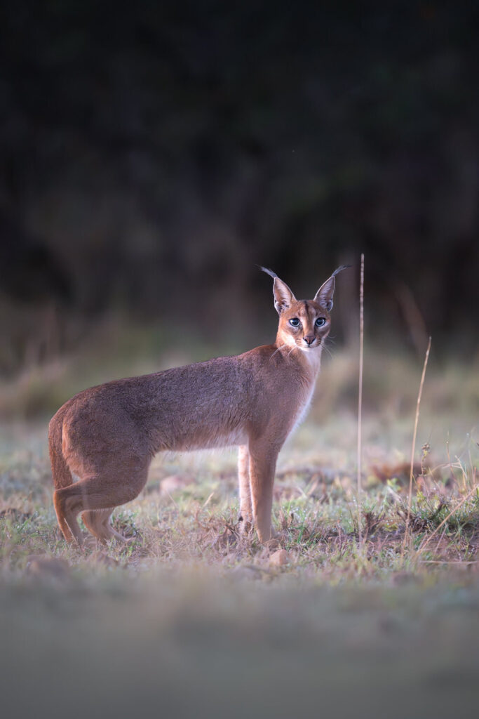 KENYA–MASAI-MARA-&-AMBOSELI-tour-fotografico-africa-caracal-wildlife
