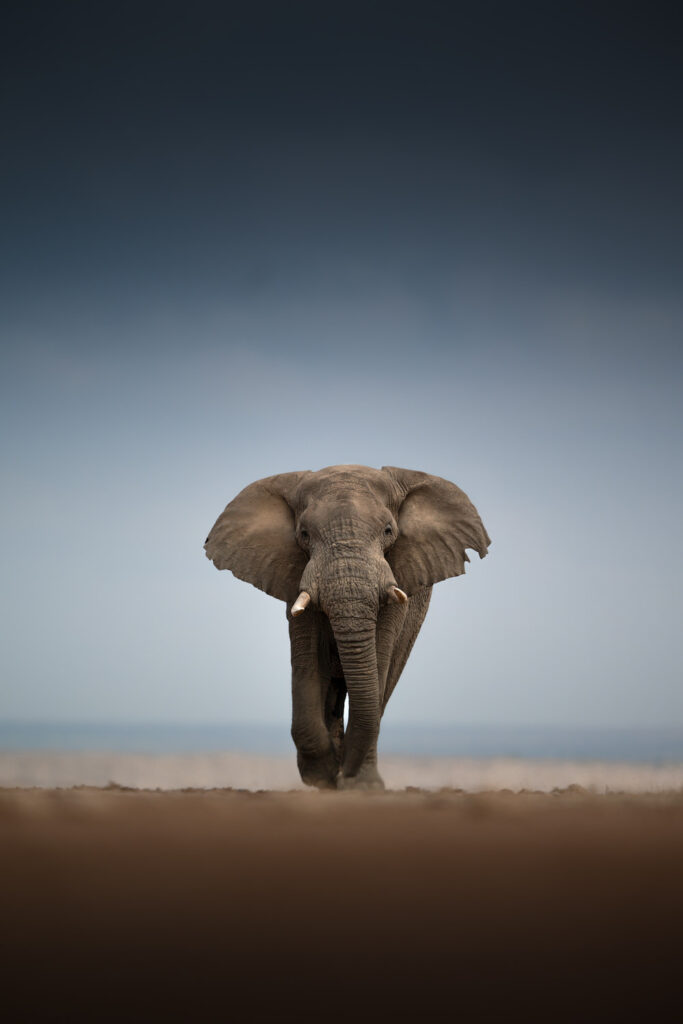 KENYA–MASAI-MARA-&-AMBOSELI-tour-fotografico-africa-elefante-frontale-nella-savana