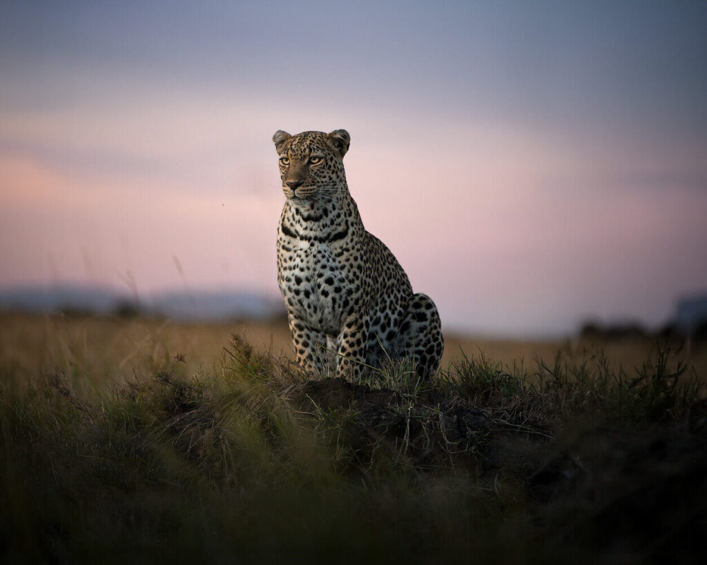 KENYA–MASAI-MARA-&-AMBOSELI-tour-fotografico-africa-leopardo-wildlife