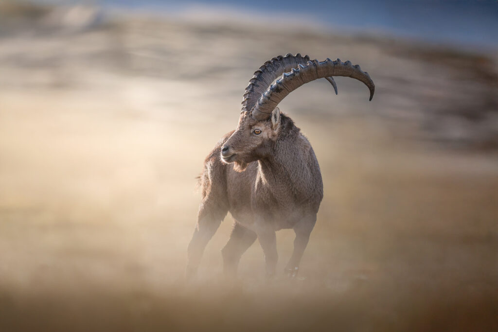 workshop-fotografico-winter-switzerland-stambecco