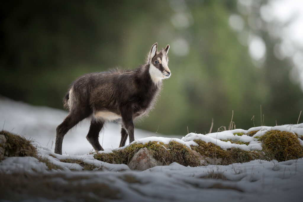 workshop-fotografico-winter-switzerland-camoscio