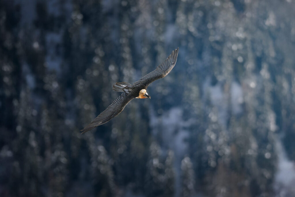 workshop-fotografico-winter-switzerland-svizzera-gipeto