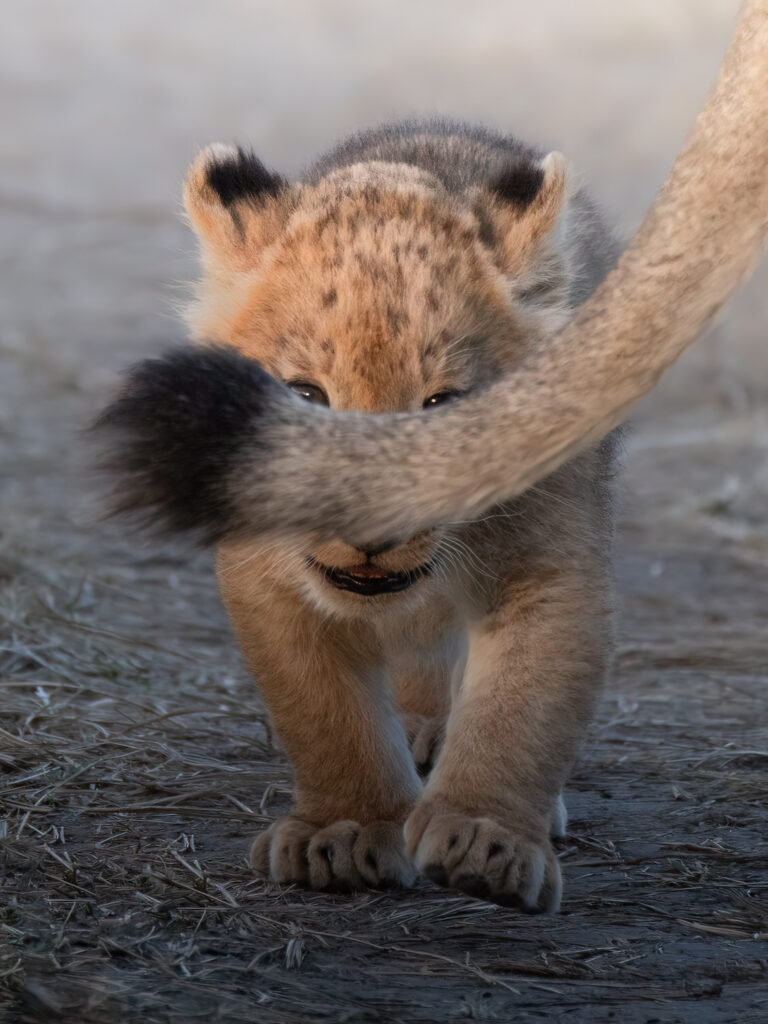 KENYA–MASAI-MARA-&-AMBOSELI-tour-fotografico-africa-leoncino-cucciolo-di-leone-si-nasconde-coda
