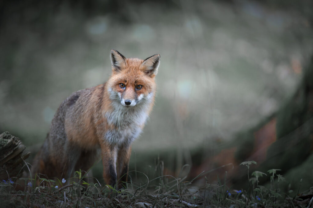workshop-fotografico-winter-switzerland-svizzera-volpe