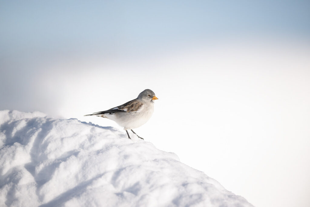 workshop-fotografico-winter-switzerland