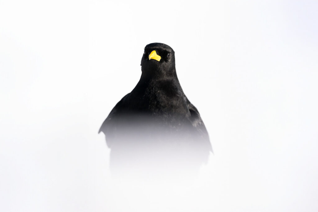 workshop-fotografico-winter-switzerland