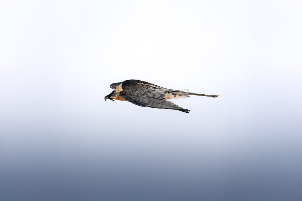 workshop-fotografico-winter-switzerland-svizzera-gipeto