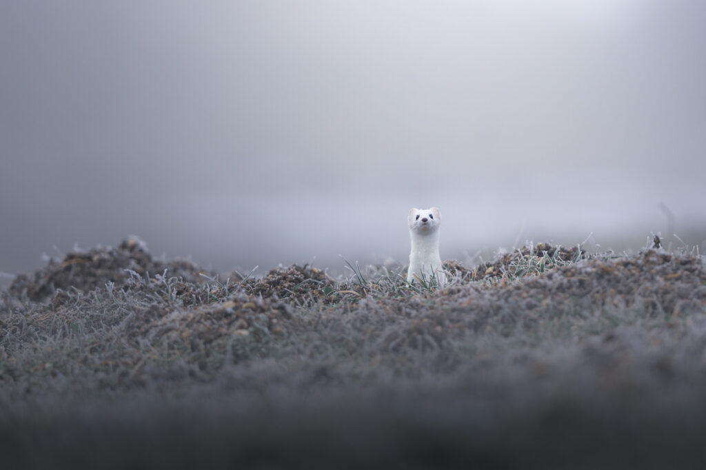 workshop-fotografico-winter-switzerland-svizzera-ermellino