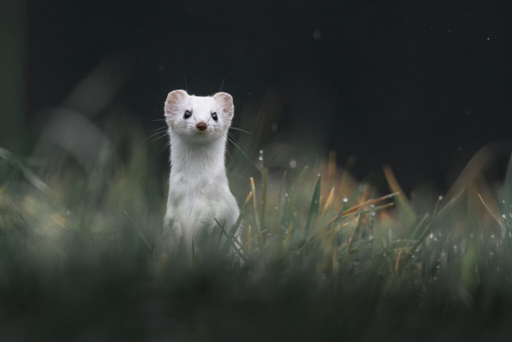 workshop-fotografico-winter-switzerland-svizzera-ermellino