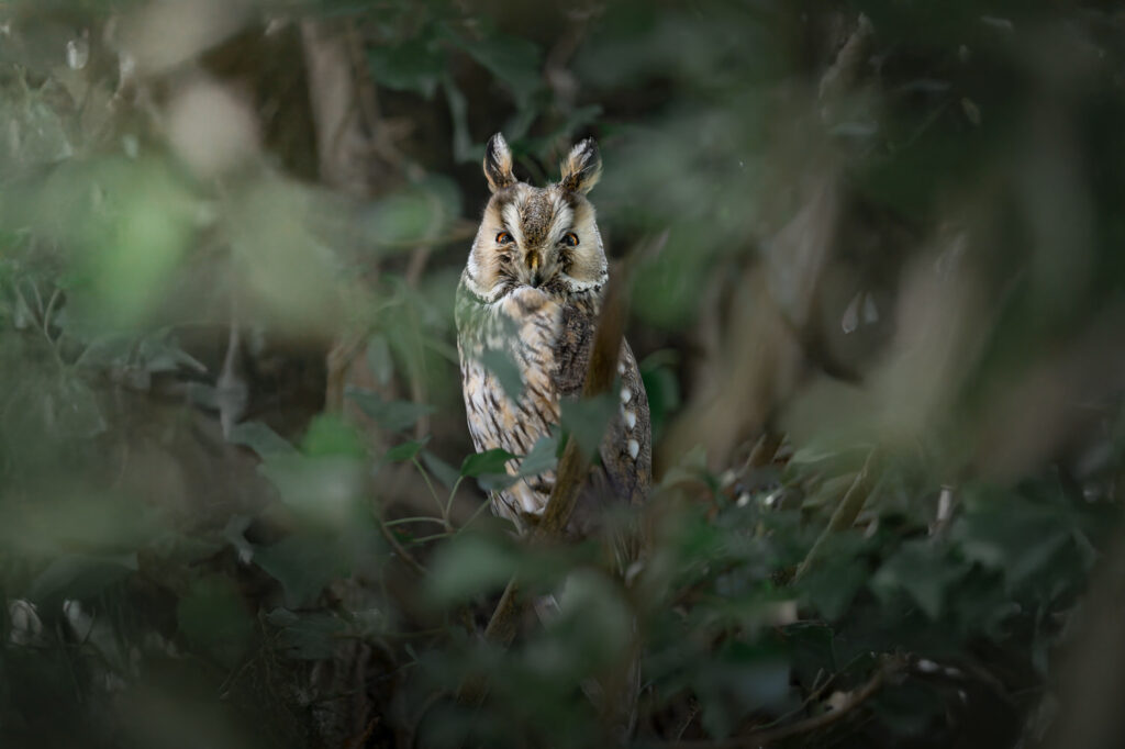 workshop-fotografico-winter-switzerland-svizzera-gufo