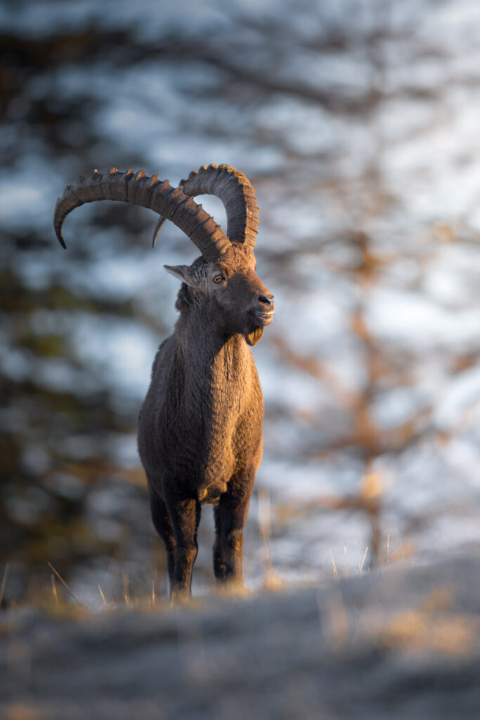 workshop-fotografico-winter-switzerland-stambecco