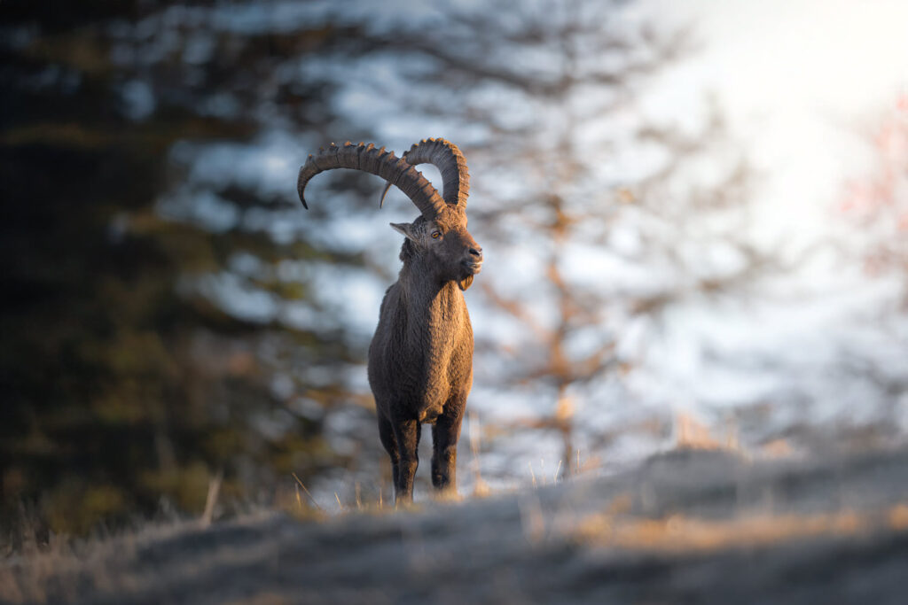workshop-fotografico-winter-switzerland-stambecco