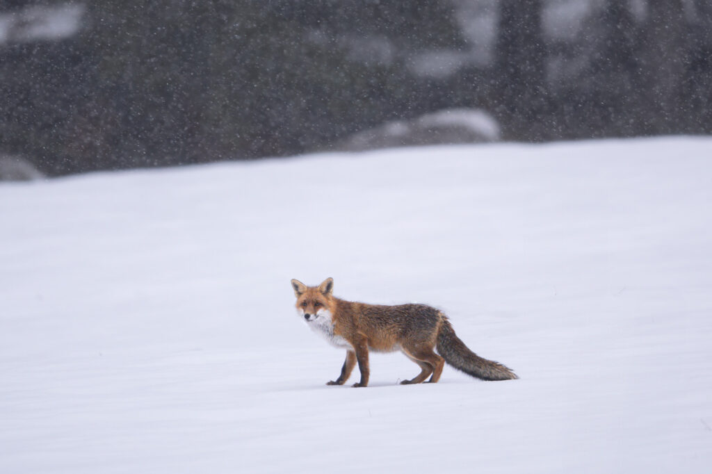 workshop-fotografico-winter-switzerland-svizzera-volpe