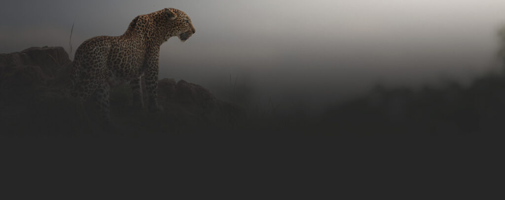 KENYA–MASAI-MARA-&-AMBOSELI-tour-fotografico-africa-leopardo-nella-nebbia