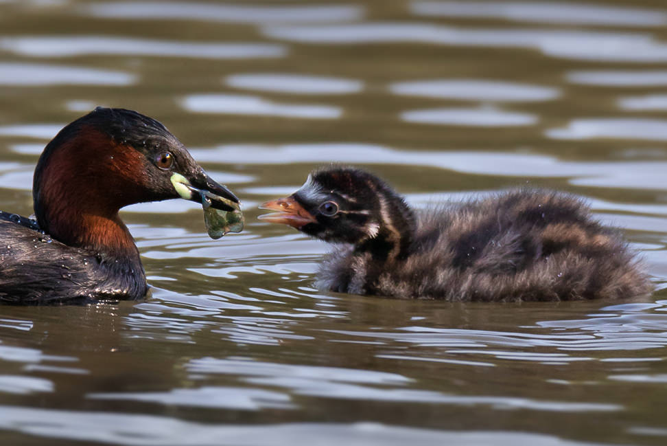 Bushy-&-Richmond-Parks-workshop-fotografia-naturalistica-mamma-nutre-il-cucciolo-anatre