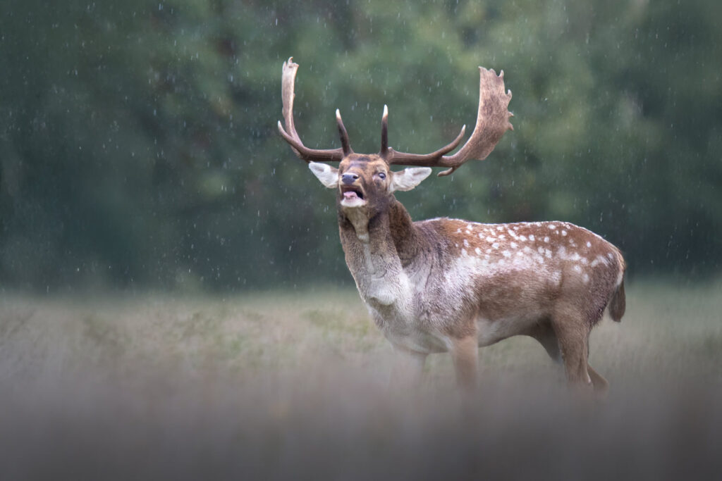 Bushy-&-Richmond-Parks-workshop-fotografia-naturalistica-bramito-del-daino-cotto-la-pioggia