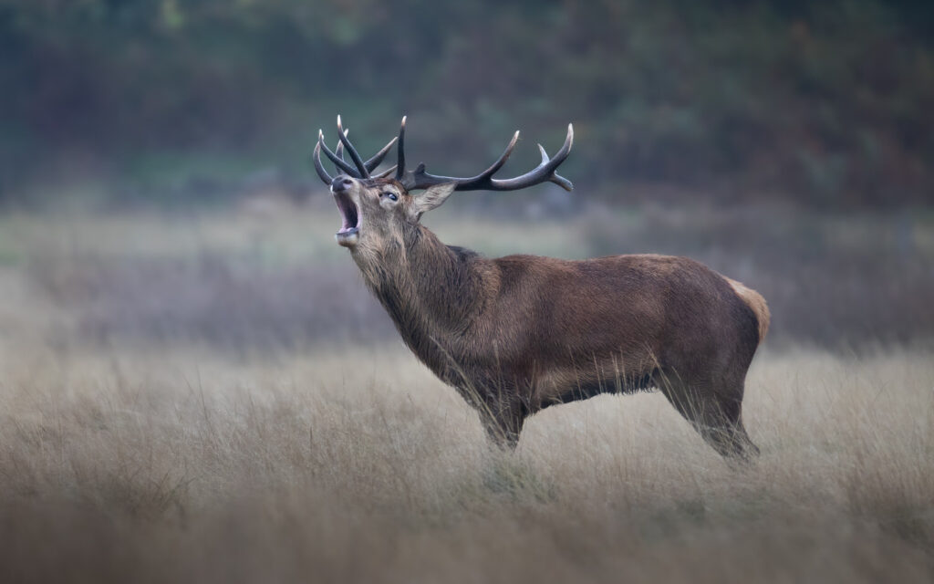 Bushy-&-Richmond-Parks-workshop-fotografia-naturalistica-bramito-del-cervo-wildlife