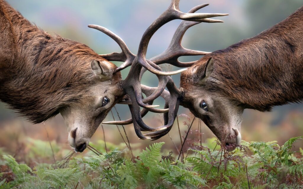 Bushy-&-Richmond-Parks-workshop-fotografia-naturalistica-cervi-che-combattono