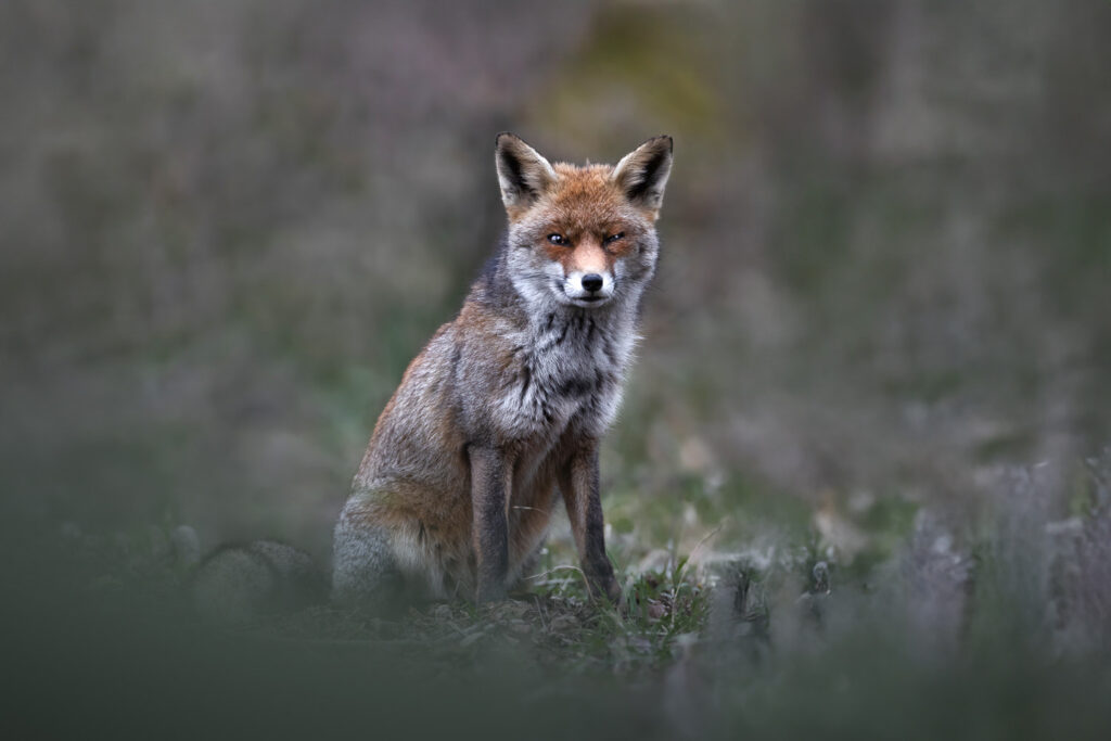 Bushy-&-Richmond-Parks-workshop-fotografia-naturalistica-volpe