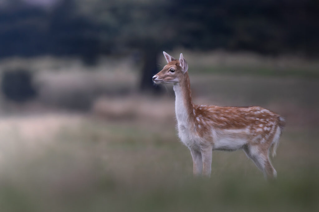 Bushy-&-Richmond-Parks-workshop-fotografia-naturalistica-wildlife