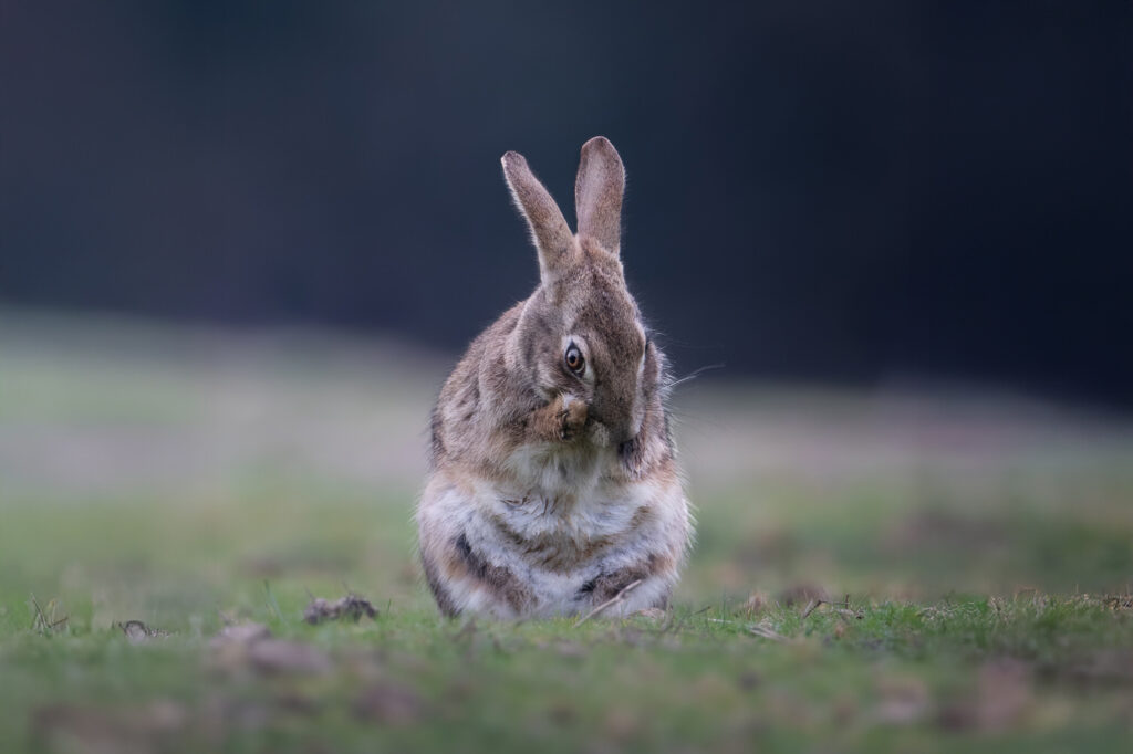 Bushy-&-Richmond-Parks-workshop-fotografia-naturalistica-lepre