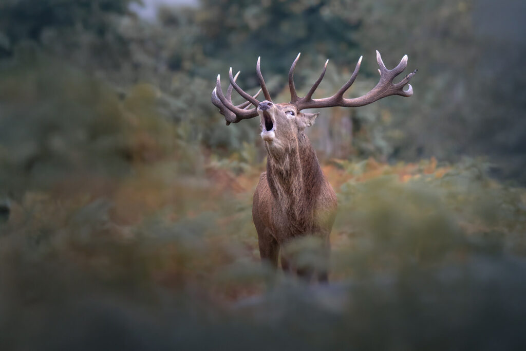 Bushy-&-Richmond-Parks-workshop-fotografia-naturalistica-cervo-che-bramisce-periodo-degli-amori