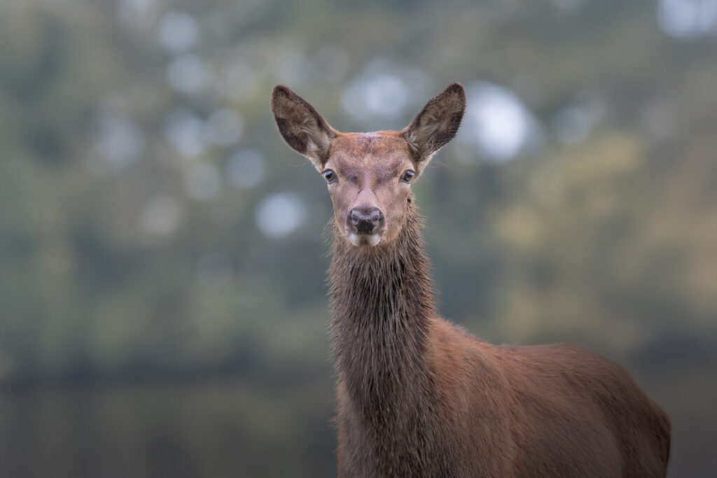 Bushy-&-Richmond-Parks-workshop-fotografia-naturalistica-