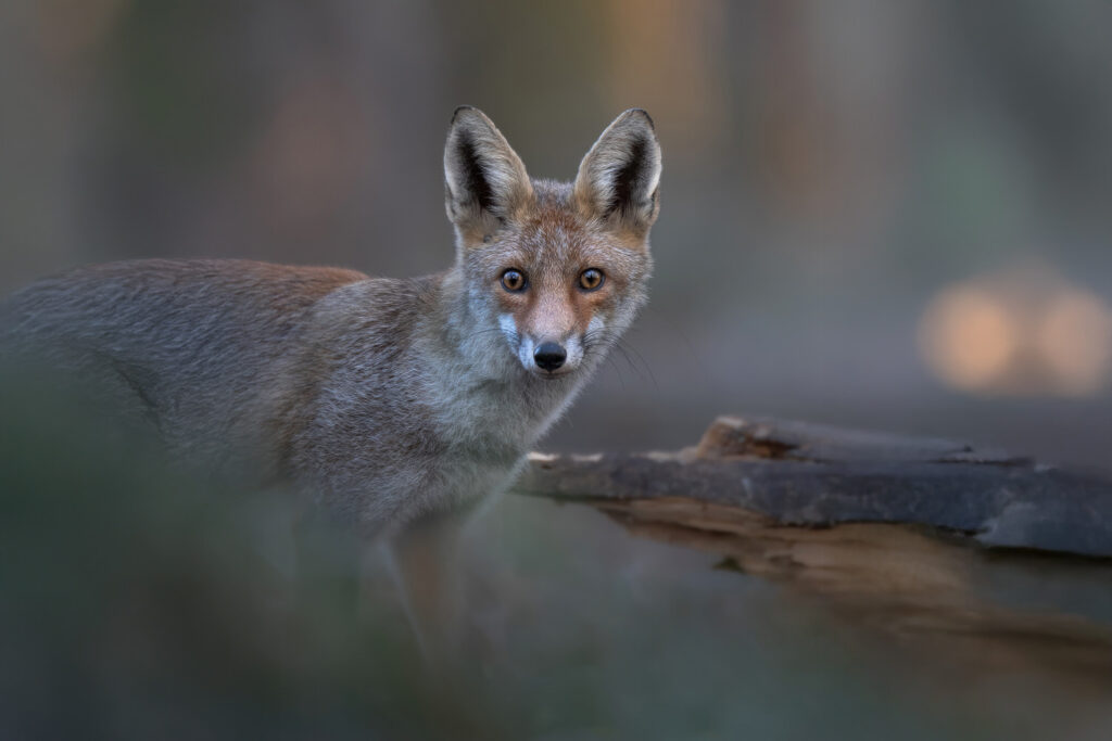 Bushy-&-Richmond-Parks-workshop-fotografia-naturalistica-volpe