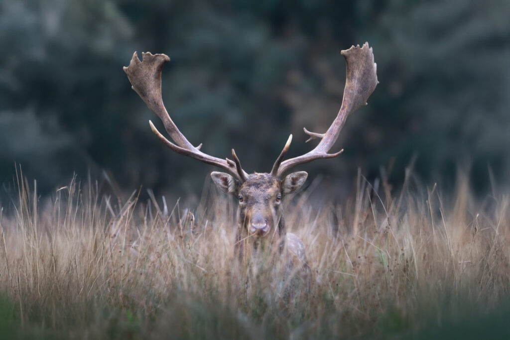 Bushy-&-Richmond-Parks-workshop-fotografia-naturalistica-maschio-di-daino