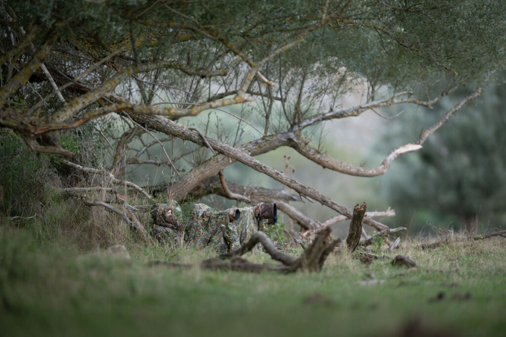ABRUZZO-workshop-fotografico-fotografia-naturalistica-cervo-maschio-adulto-nel-periodo-degli-amori-bramito